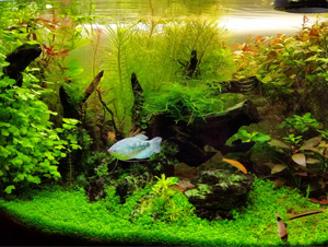 Hobby, akwarium roślinne