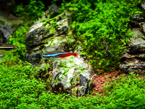 Hobby, akwarium roślinne, podwodny trawnik