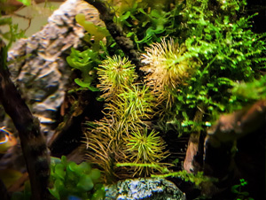 Hobby, Akwarium roślinne, skały i rośliny