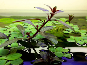 Hobby, Akwarium roślinne, tafla wody