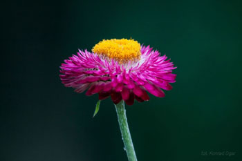 Hobby, fotografia, kwiat