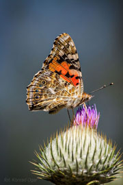 Hobby, fotografia, motyl