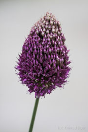 Hobby, fotografia, kwiat czosnku